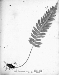 Polypodium vulgare image
